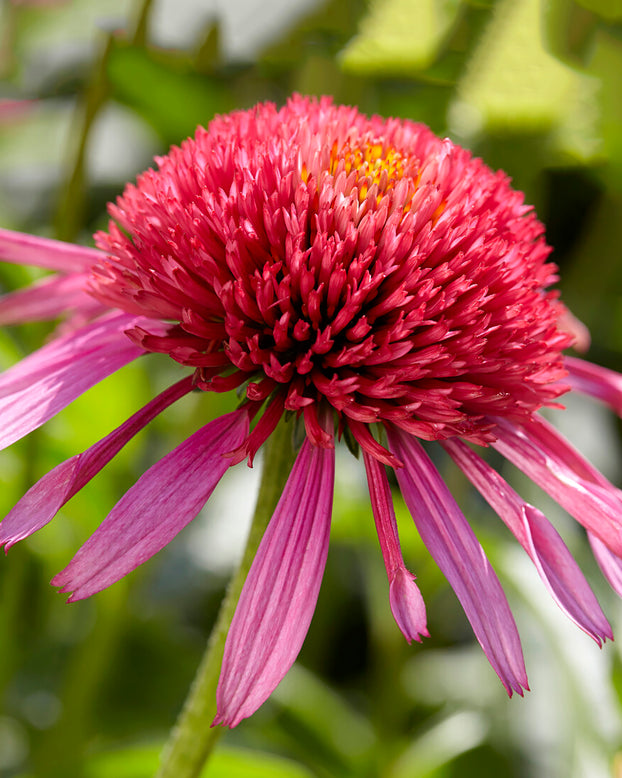 Echinacea 'Double Scoop Bubblegum'