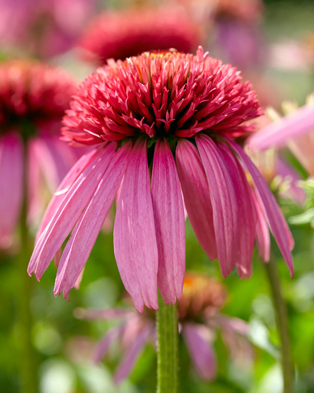 Echinacea 'Double Scoop Bubblegum'