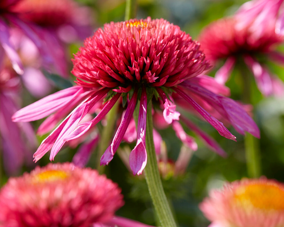 Echinacea 'Double Scoop Bubblegum'