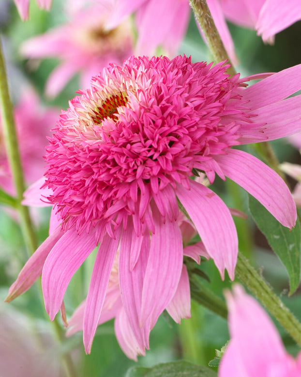Echinacea 'Pink Double Delight'