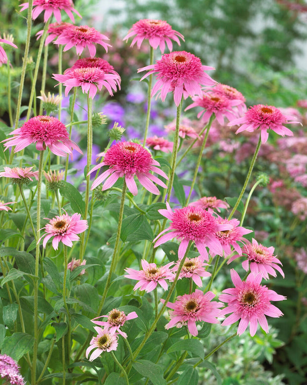 Echinacea 'Pink Double Delight'