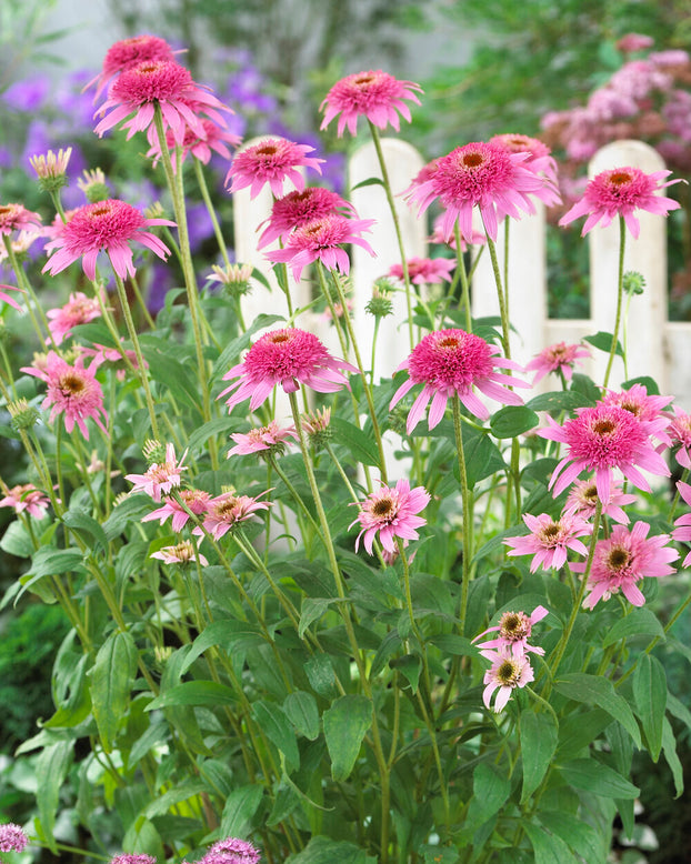 Echinacea 'Pink Double Delight'