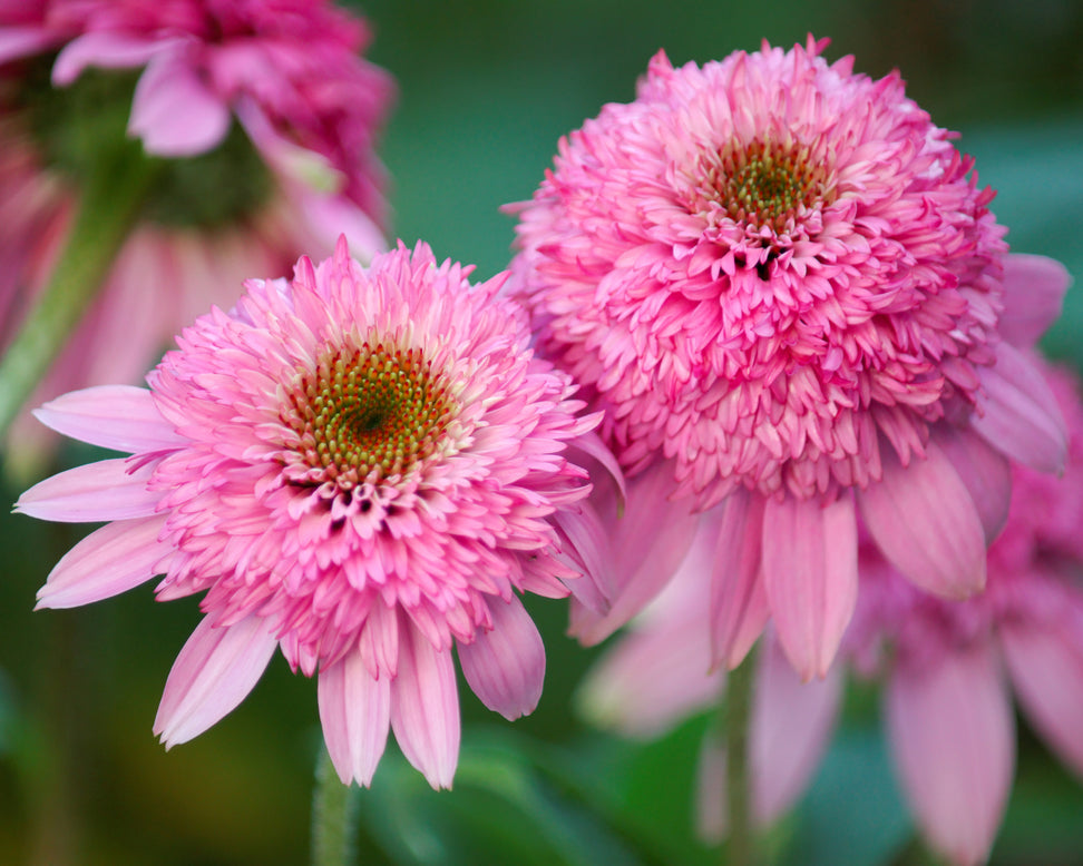 Echinacea 'Pink Double Delight'