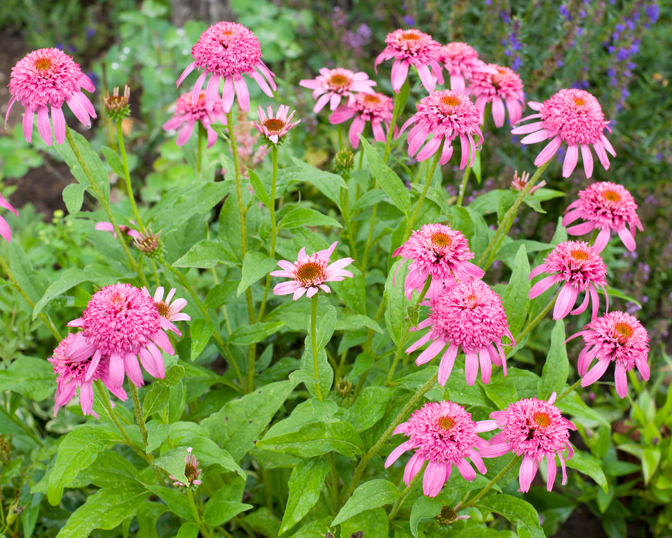 Echinacea 'Pink Double Delight'