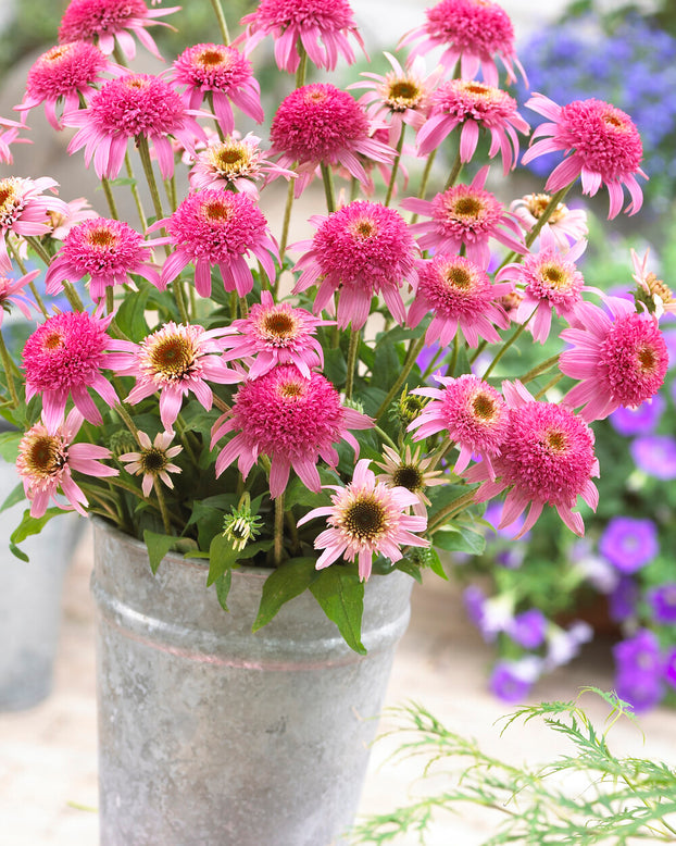 Echinacea 'Pink Double Delight'