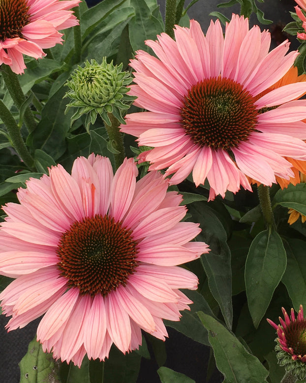 Echinacea 'Sunseekers Salmon'