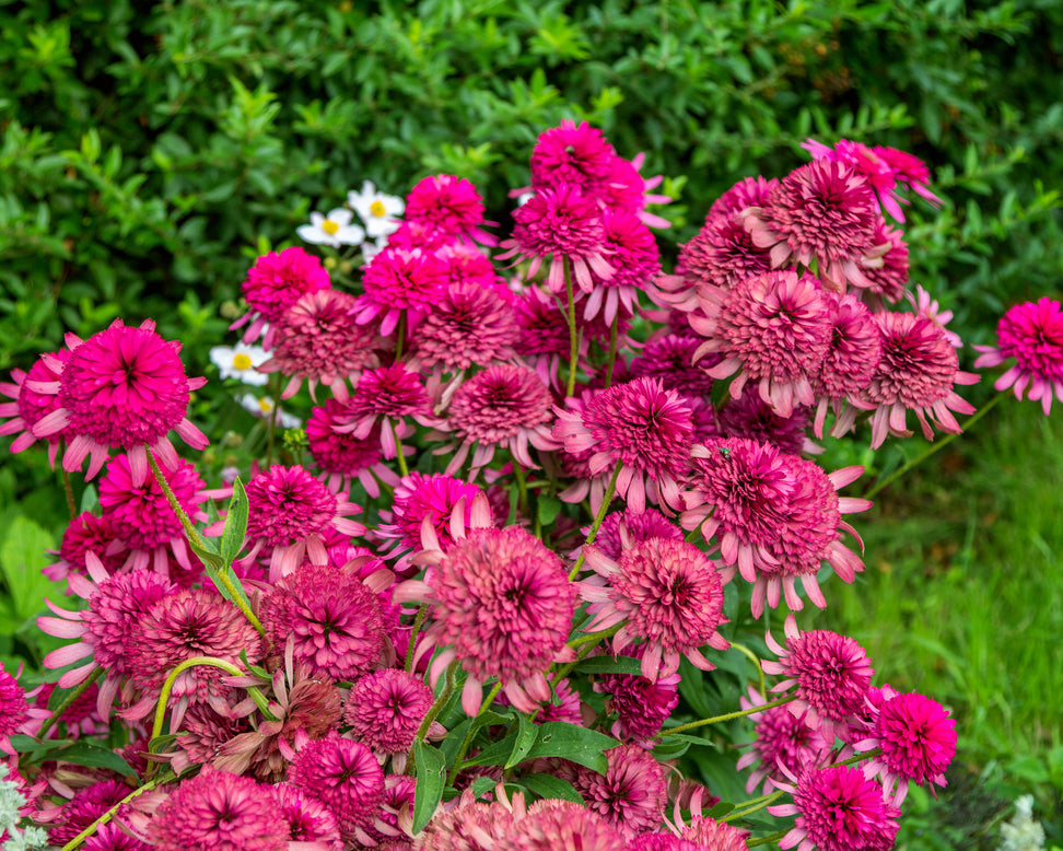 Echinacea 'Southern Belle'
