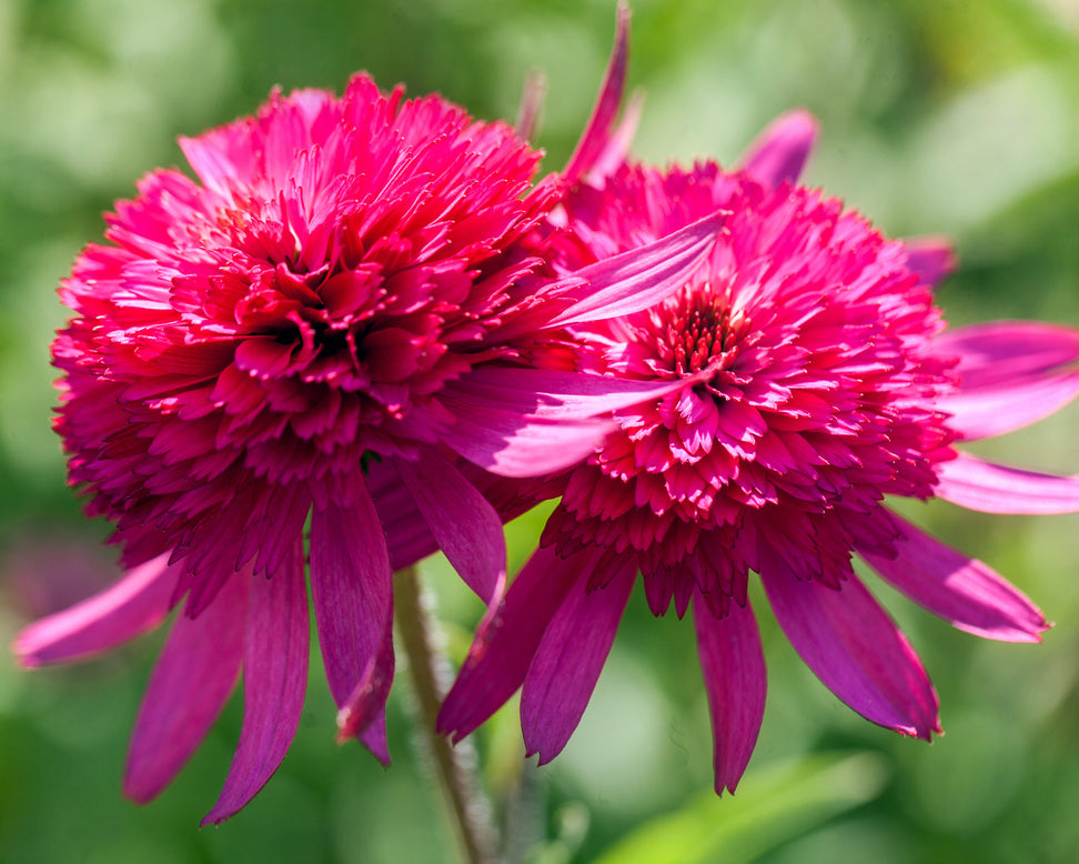 Echinacea 'Southern Belle'