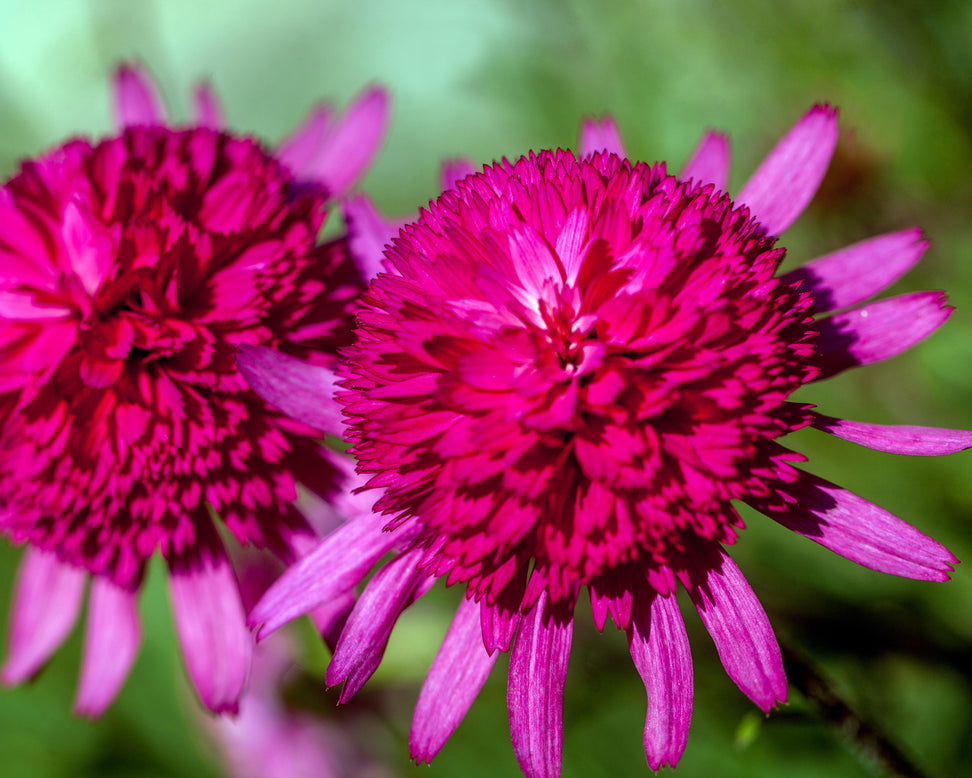 Echinacea 'Southern Belle'