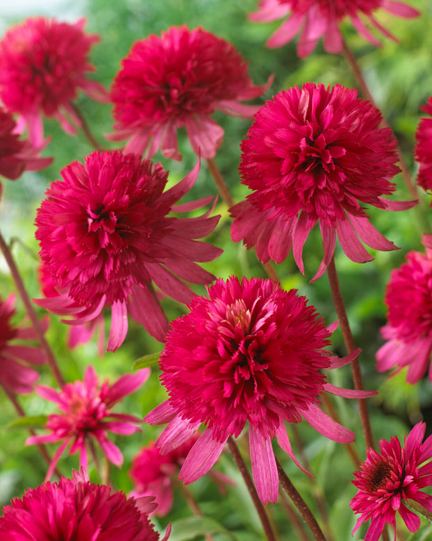 Echinacea 'Southern Belle'