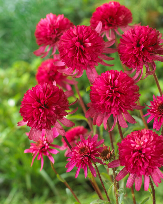 Echinacea 'Southern Belle'