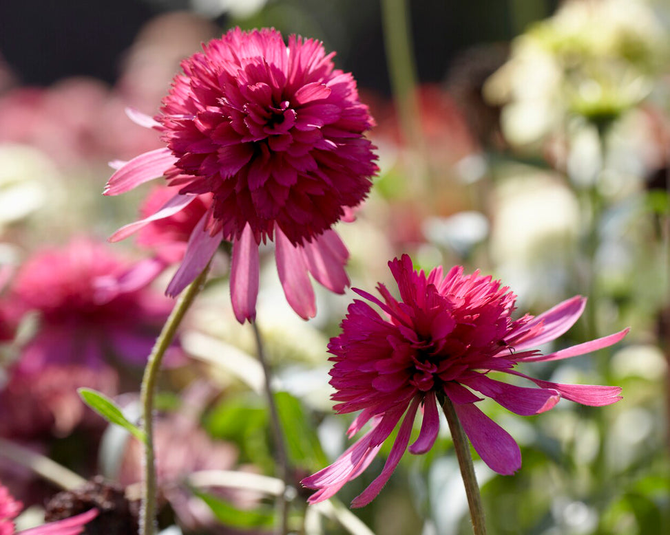 Echinacea 'Southern Belle'