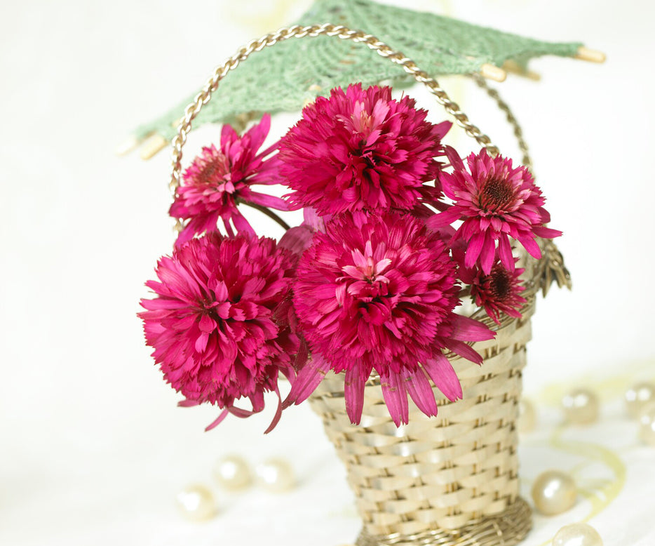 Echinacea 'Southern Belle'