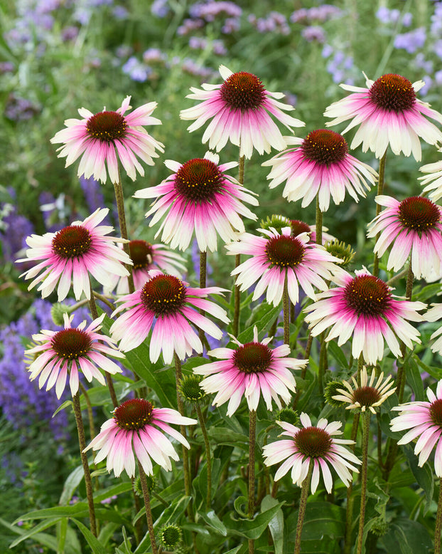 Echinacea 'Sombrero White Purple'