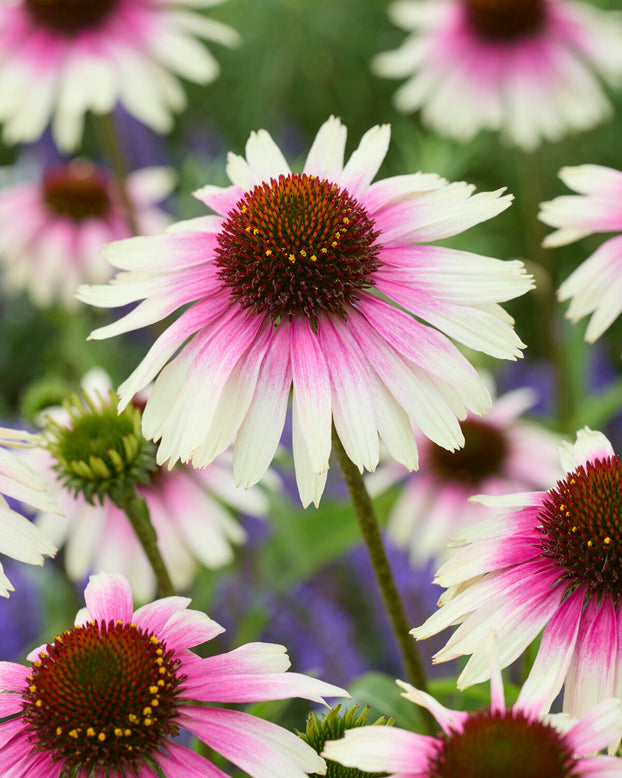 Echinacea 'Sombrero White Purple'