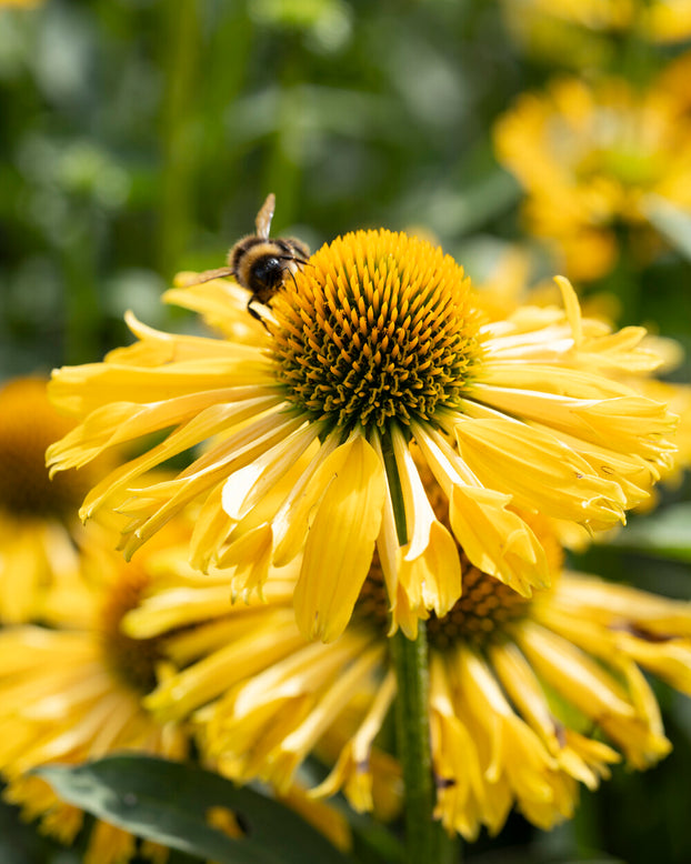 Echinacea 'Yellow Passion'