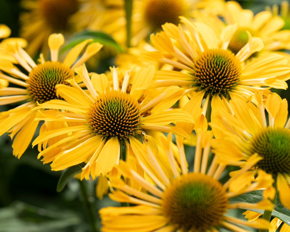 Echinacea 'Yellow Passion'
