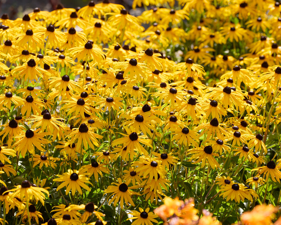 Echinacea 'Yellow Passion'