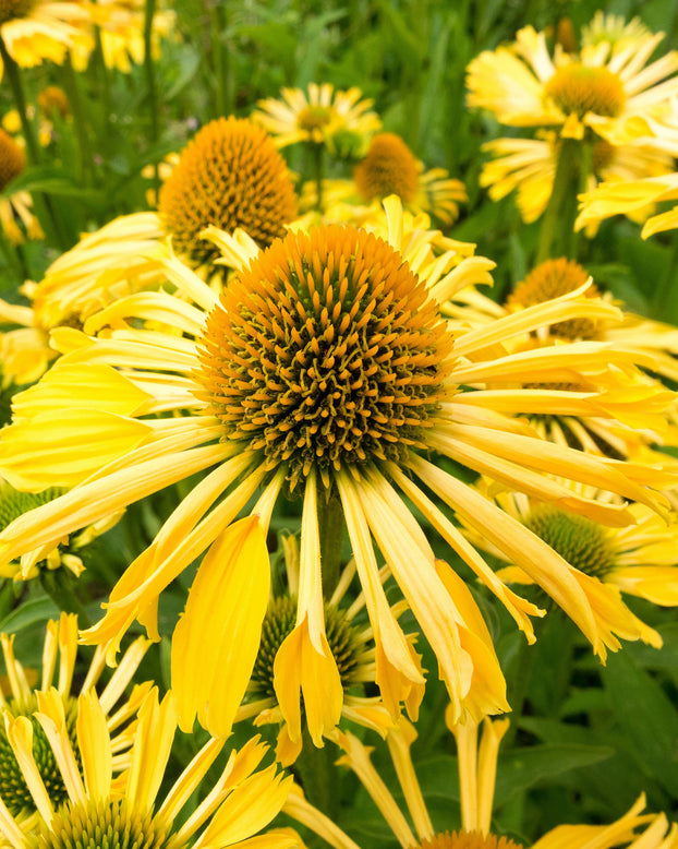 Echinacea 'Yellow Passion'