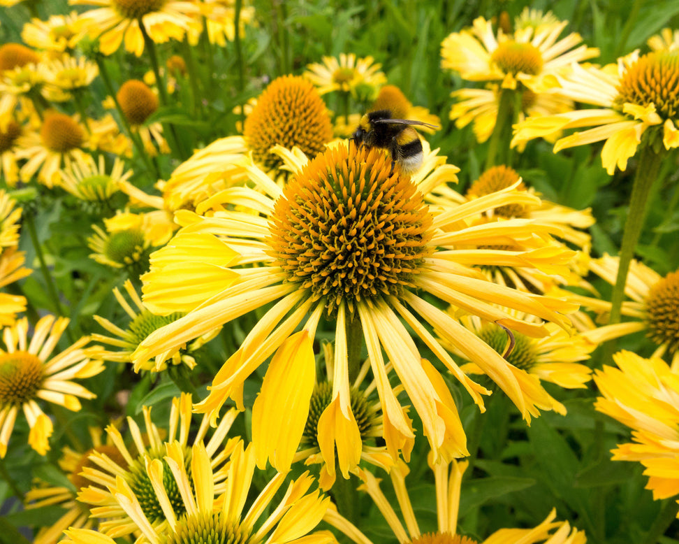 Echinacea 'Yellow Passion'