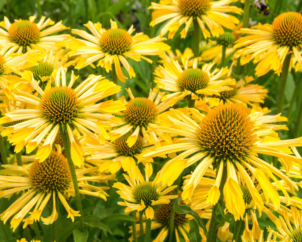Echinacea 'Yellow Passion'