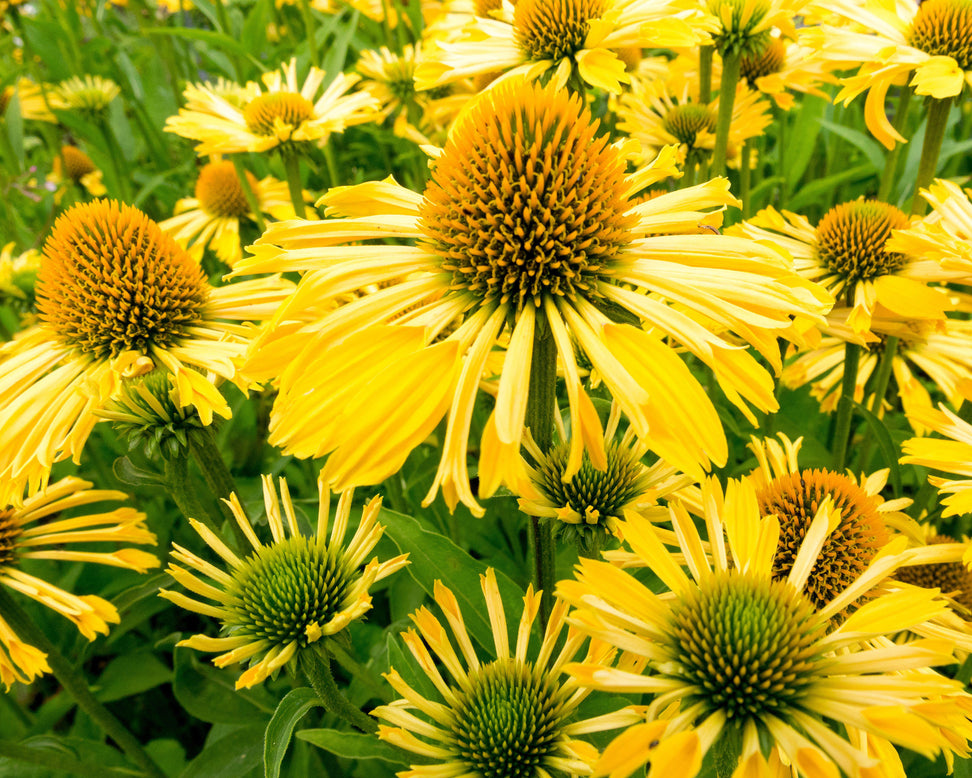 Echinacea 'Yellow Passion'