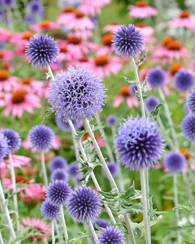 Echinops 'Veitch's Blue'