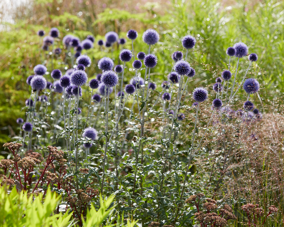 Echinops 'Veitch's Blue'