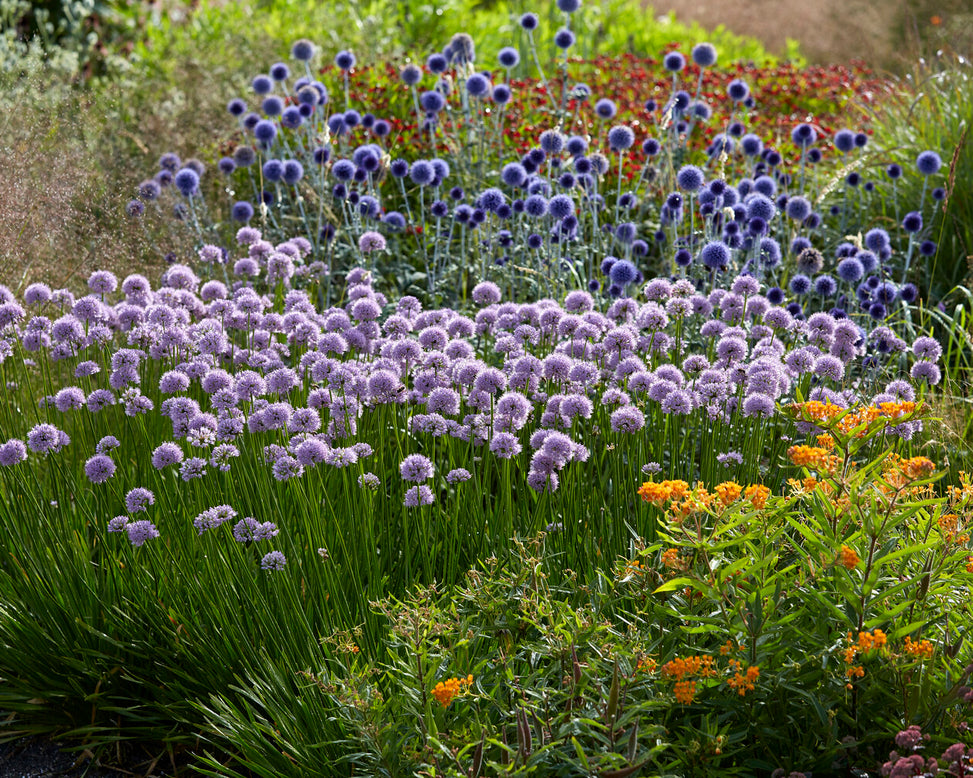 Echinops 'Veitch's Blue'