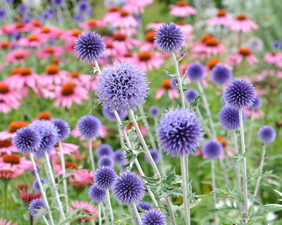 Echinops 'Veitch's Blue'