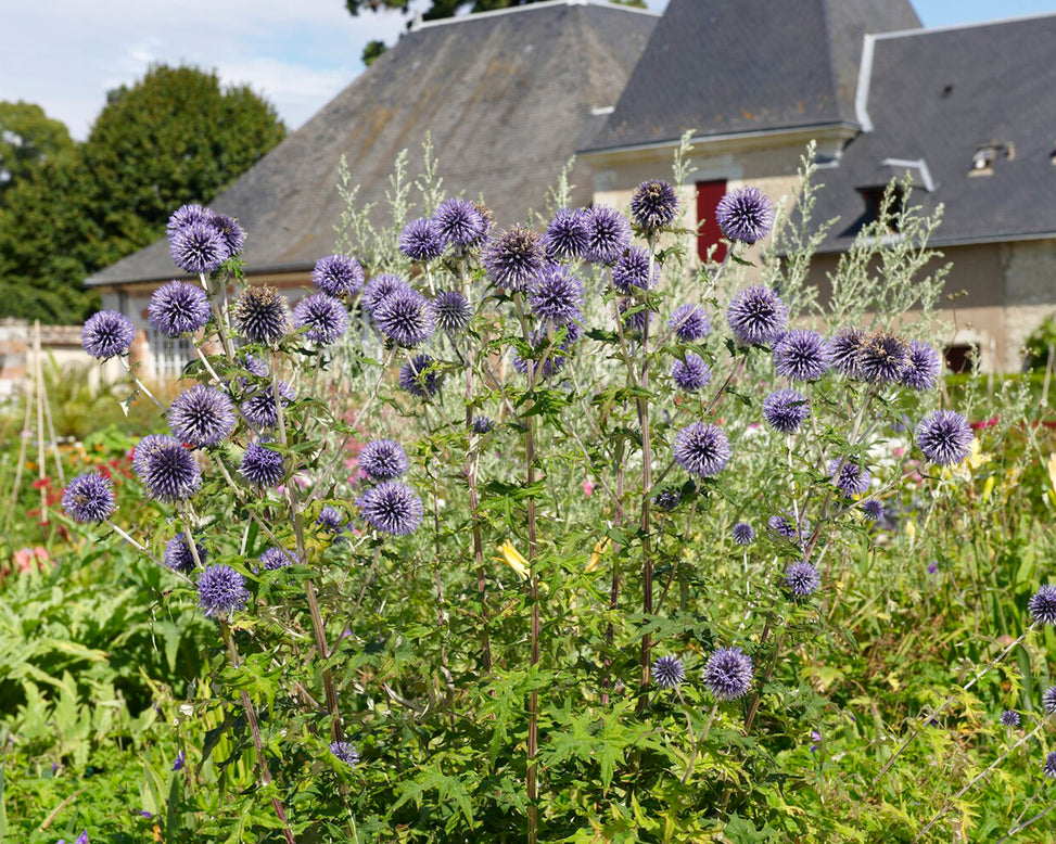 Echinops 'Veitch's Blue'