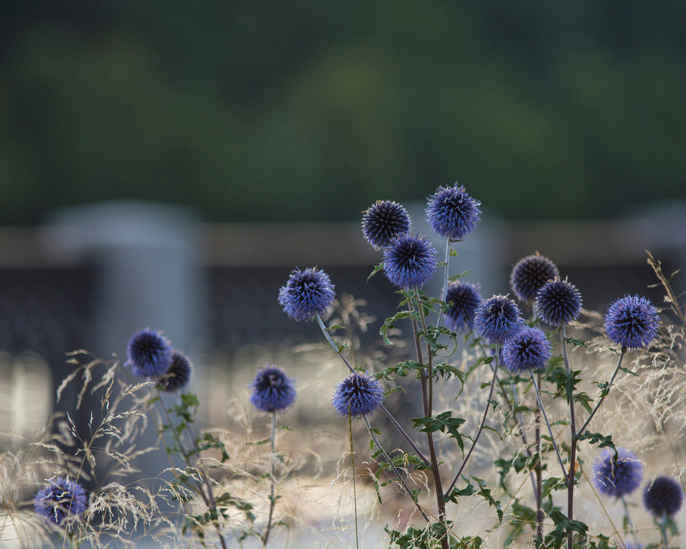 Echinops 'Veitch's Blue'