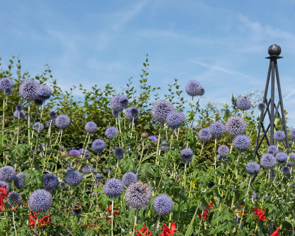Echinops 'Veitch's Blue'