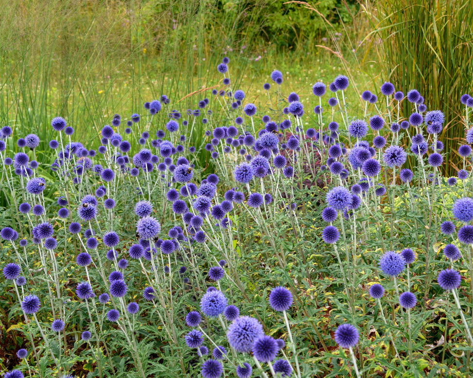 Echinops 'Veitch's Blue'