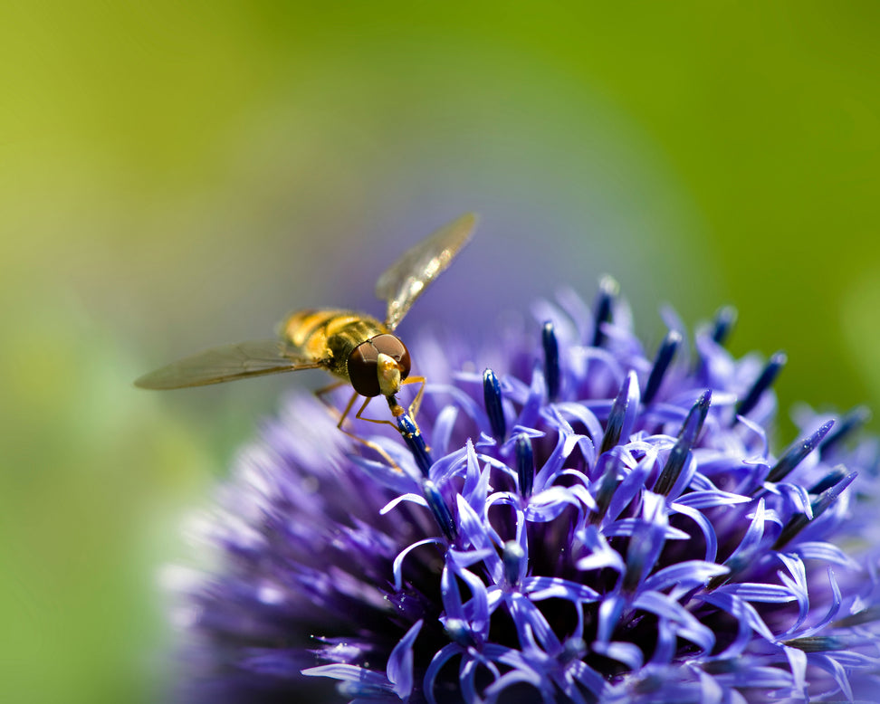 Echinops 'Veitch's Blue'