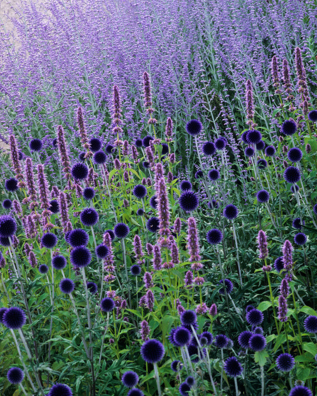 Echinops 'Veitch's Blue'