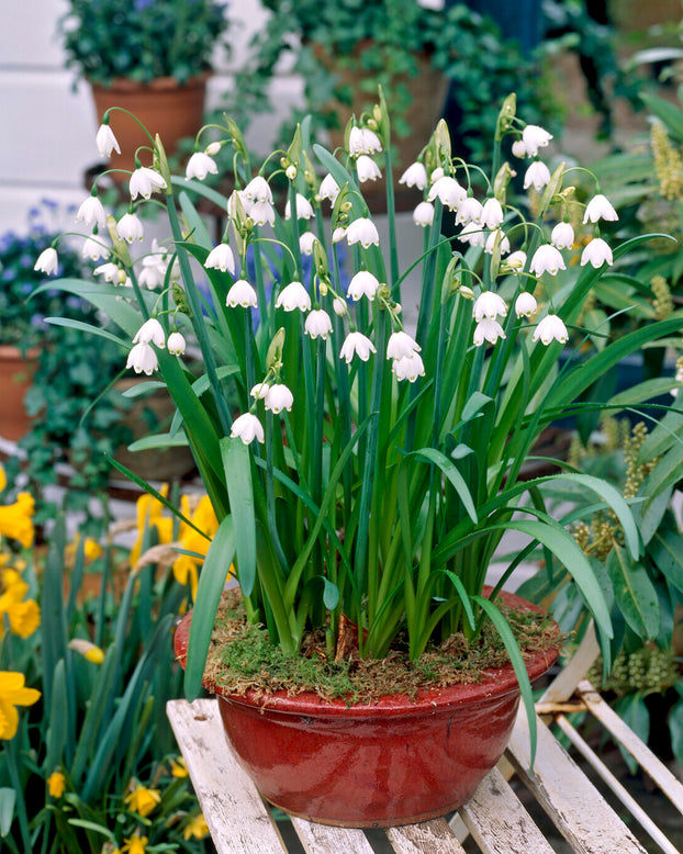 Leucojum forcing bulbs