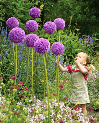 Allium giganteum Allium giganteum