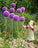 Allium giganteum
