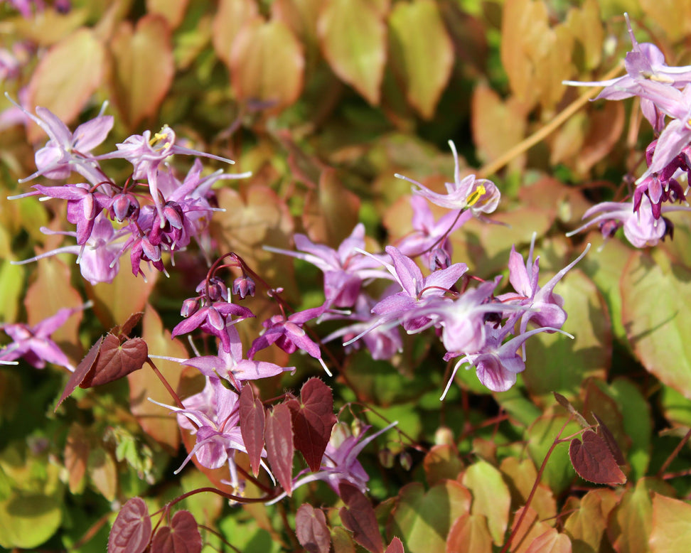 Epimedium 'Lilafee'