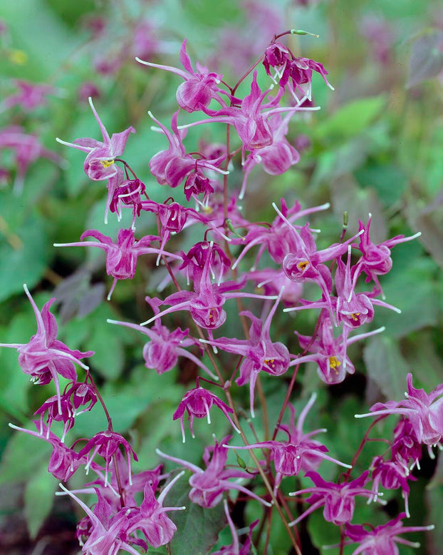Epimedium 'Lilafee'