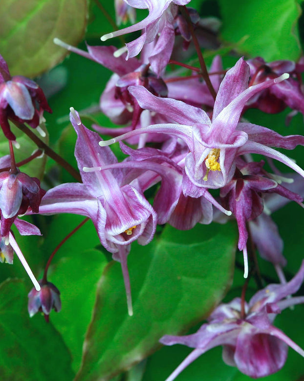 Epimedium 'Lilafee'