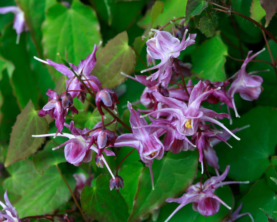 Epimedium 'Lilafee'