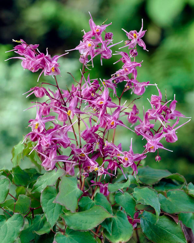 Epimedium 'Lilafee'