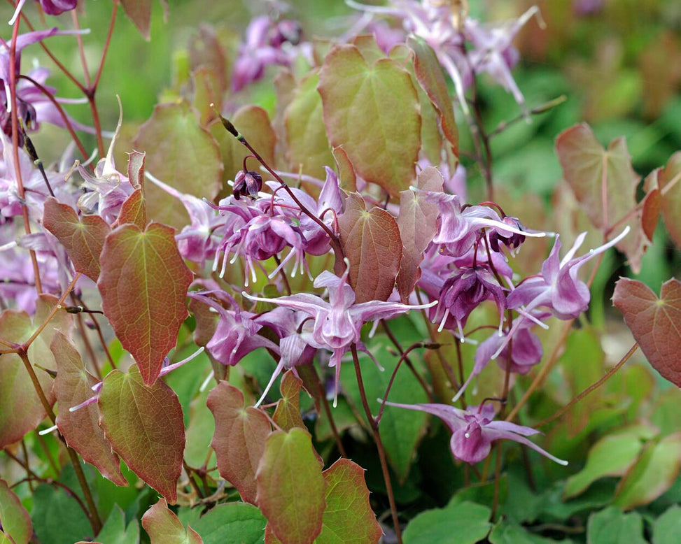Epimedium 'Lilafee'