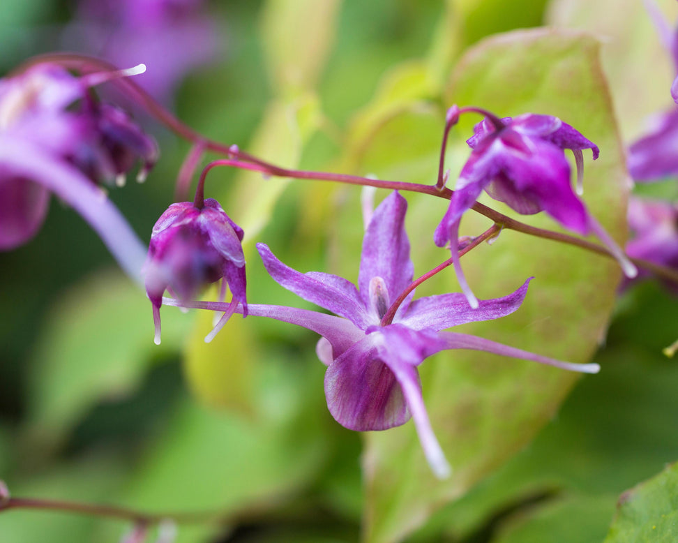 Epimedium 'Lilafee'