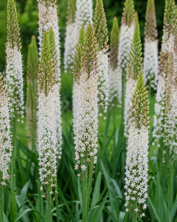 Eremurus 'Obelisk'