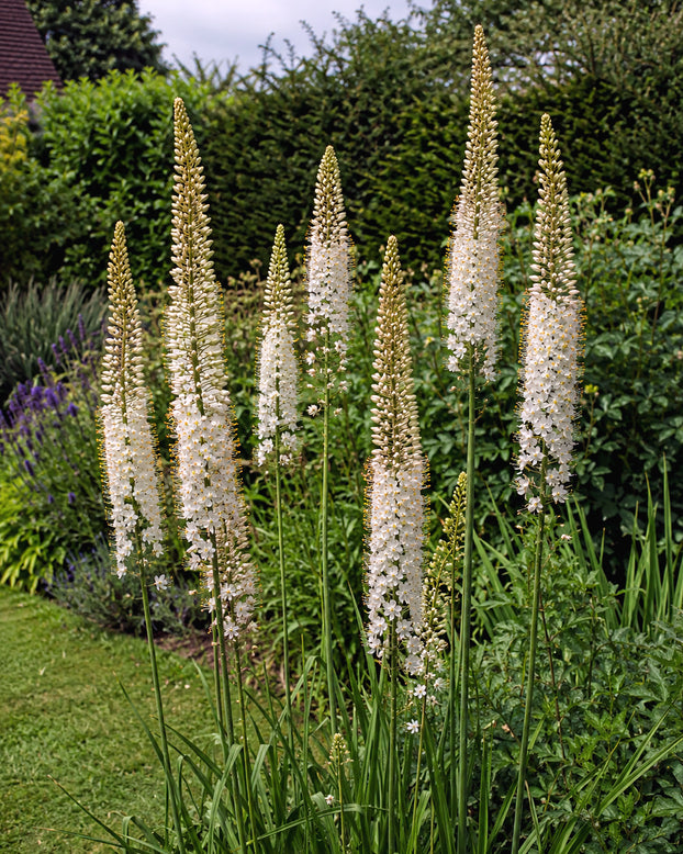 Eremurus 'Obelisk'