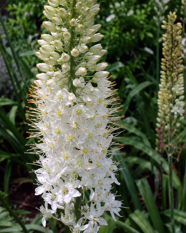 Eremurus 'Obelisk'