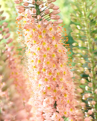 Eremurus 'Romance' Eremurus 'Romance'